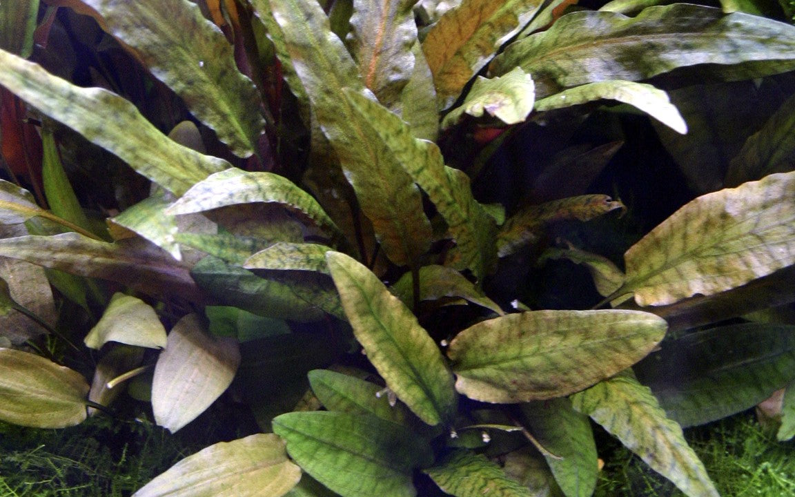 Cryptocoryne wendtii 'Tropica'