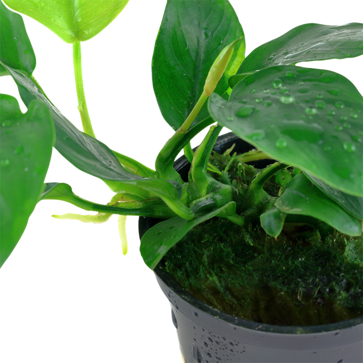 Anubias barteri nana