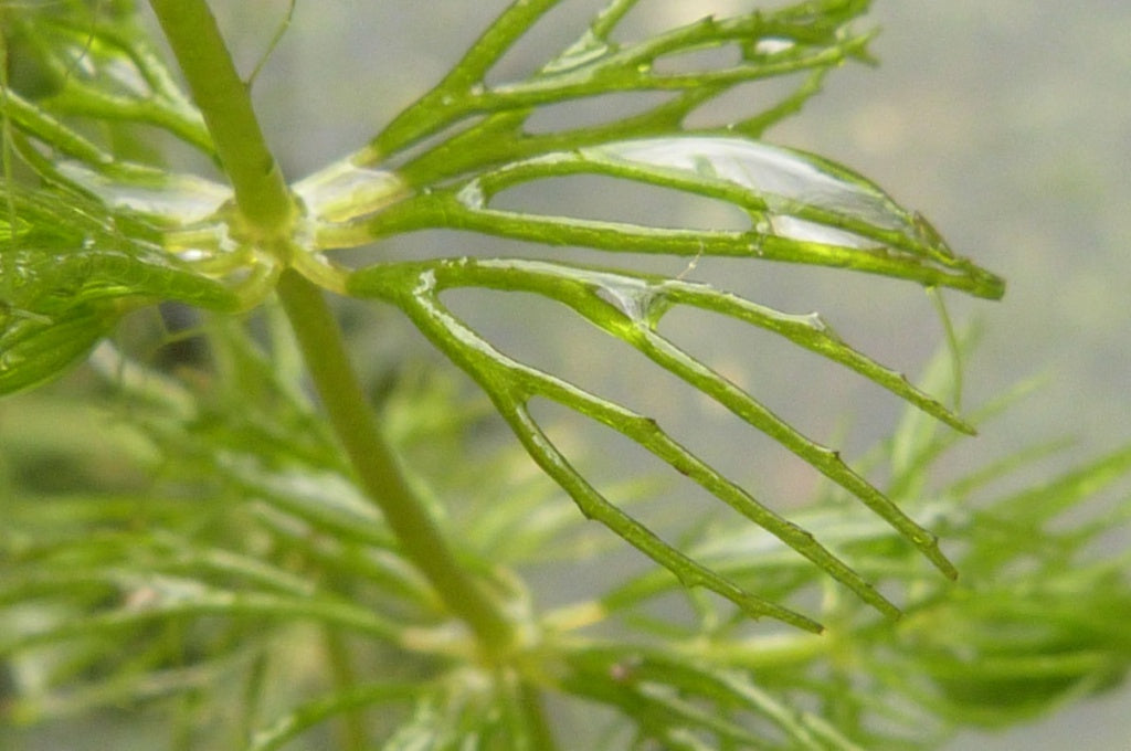 Hornwort (Ceratophyllum demersum) ehk Räni-kardhein