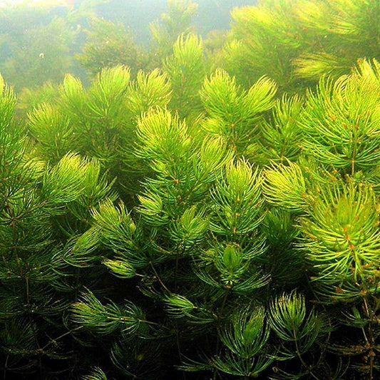 Hornwort (Ceratophyllum demersum) ehk Räni-kardhein